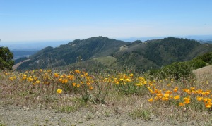 image of poppies along the trail