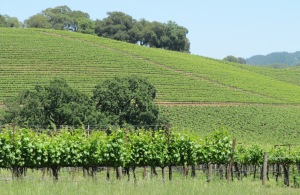 image of typical local vineyard