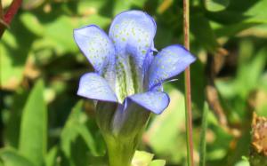 picture of explorer’s gentian near Raymond Canyon Creek