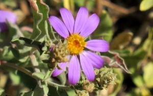 picture of hoary aster near Pleasant Valley Creek
