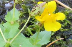picture of larger mountain monkeyflower at Raymond Canyon Creek