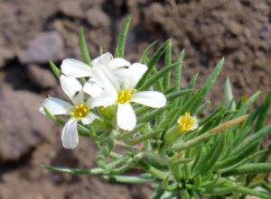 picture of either Sierra or Nuttall’s linanthus