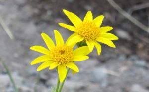 picture of seep spring arnica