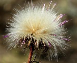 picture of Anderson’s thistle puff ball