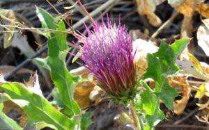 picture of Anderson’s thistle