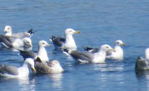 image of California gulls in pond #1 at Los Gatos Creek County Park