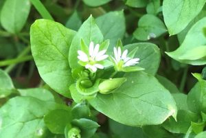 photo of chickweed near the Mockingbird Hill staging area of Almaden Quicksilver County Park