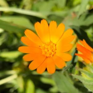 image of field marigold