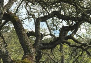 photo of valley oak branches