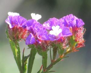 image of unidentified purple flower