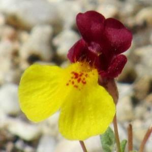 photo of Kelso Creek monkeyflower, a special find
