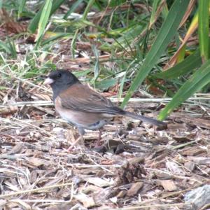 picture of dark-eyed junco