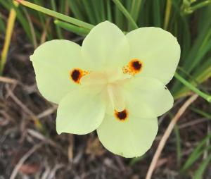 picture of lily whose open blossom resembles a face