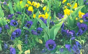 picture of purple-yellow-green combination