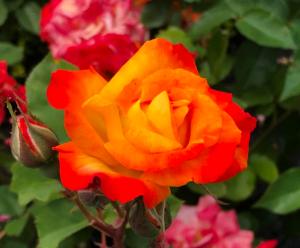 picture of beautiful rose in a neighborhood front yard