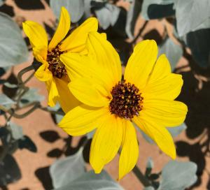 picture of Algodones Dunes sunflower