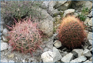 image of barrel cacti: a small one (left) and slightly larger one (right)