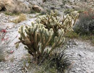 image of possible pencil cactus (back) and Gander’s cholla (front)