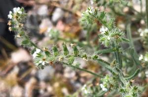 picture of cryptantha with striking, long hairs