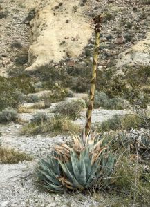 image of desert agave