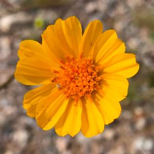 picture of desert gold, or desert sunflower
