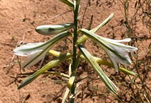 picture of desert lily
