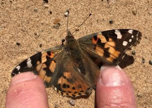 picture of painted lady butterfly next to the highway